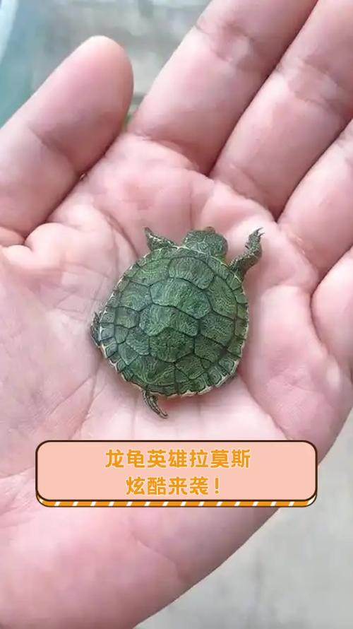 英雄联盟哪些皮肤有特效的皮肤