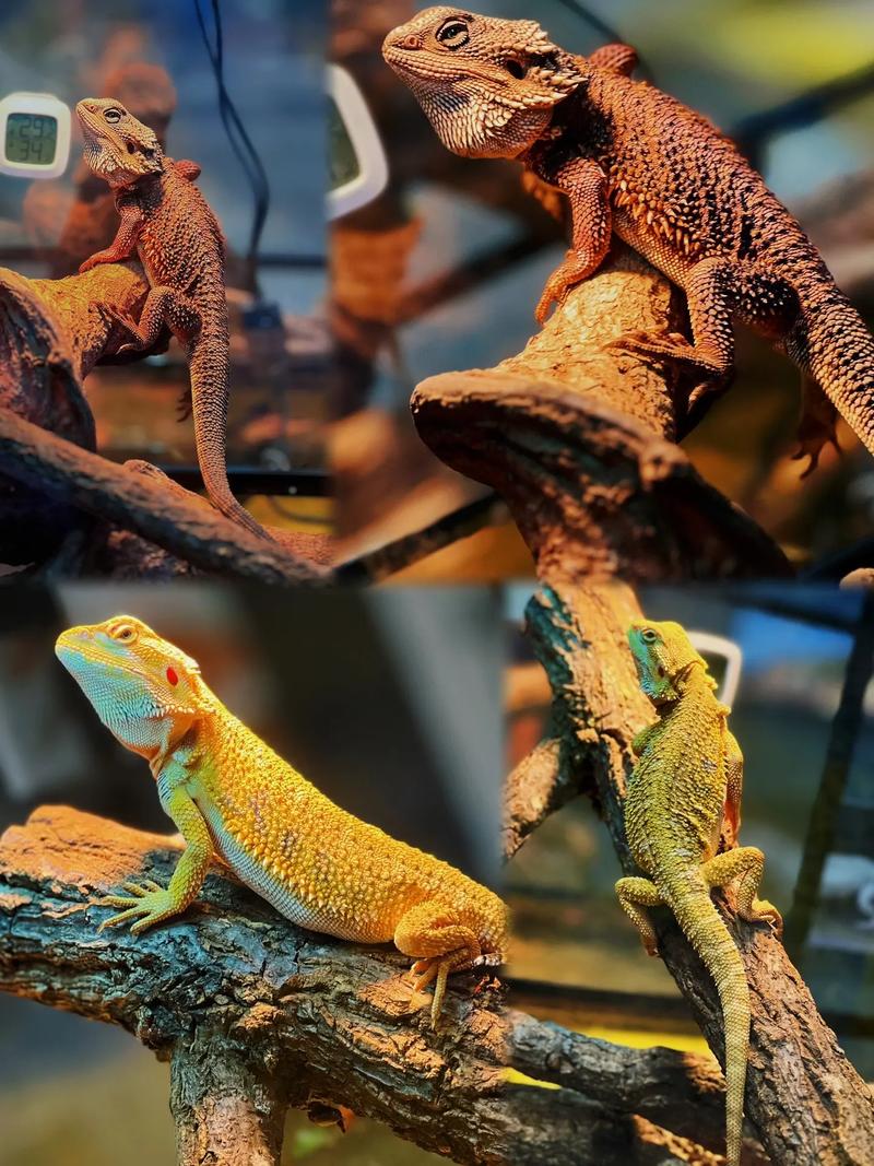 克烈的蜥蜴是什么品种?