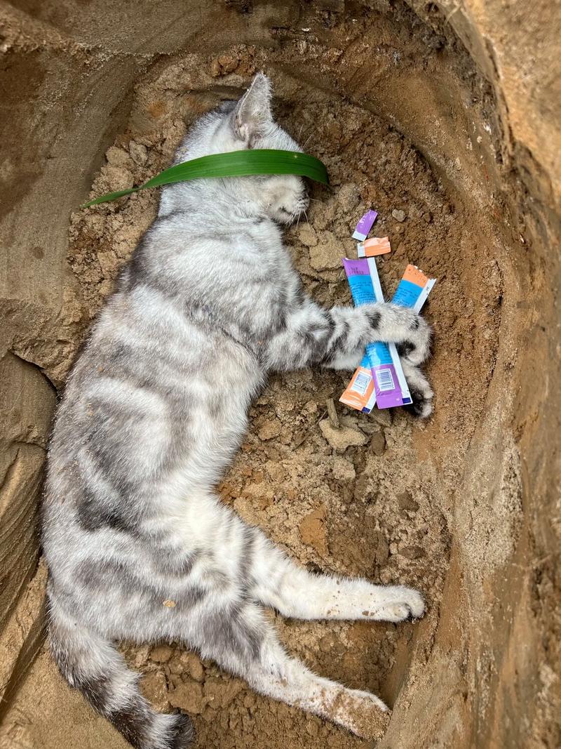 catgod是什么意思(cat是哪里人)