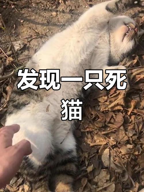 王者荣耀哪位选手最帅