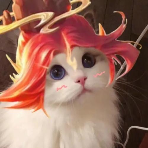 王者荣耀猫咪头像韩信介绍_王者荣耀猫咪头像韩信是什么